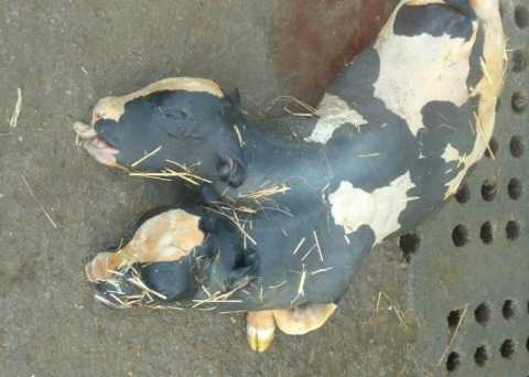 Foto shock su Facebook: un vitellino con due teste giace morto in una stalla